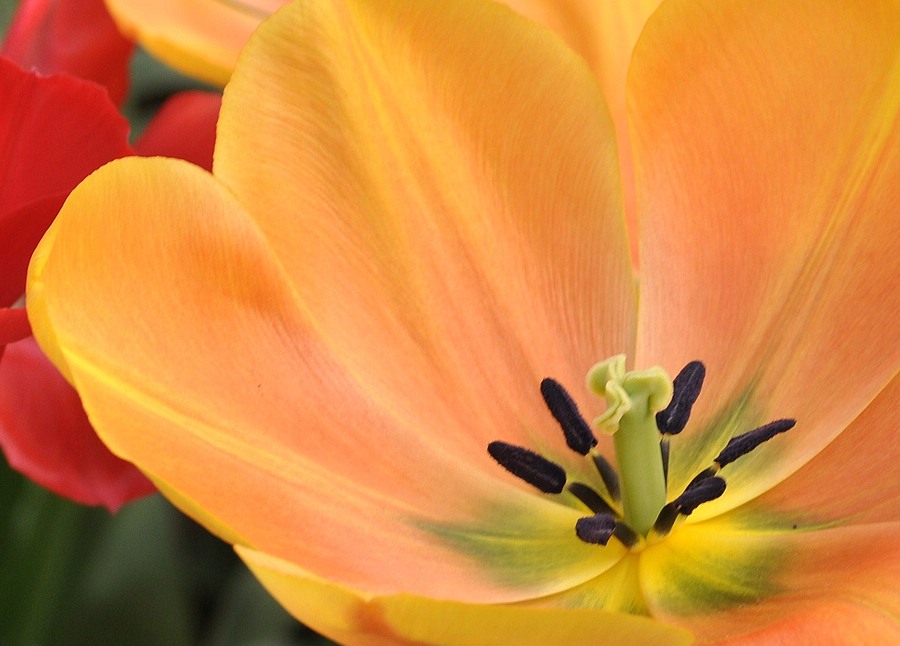 Tulpenblüte (orange)