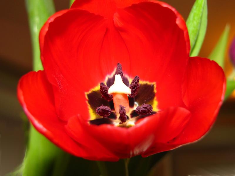 Tulpenblüte rot