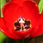 Tulpenblüte rot