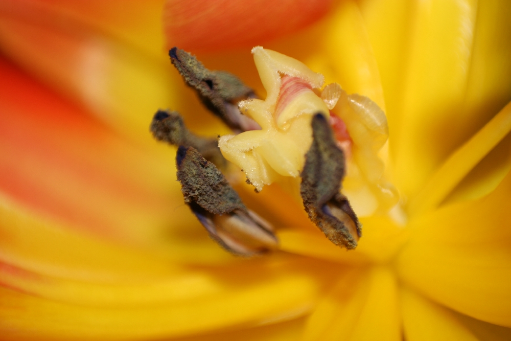 Tulpenblüte Staubblätter und Stempel