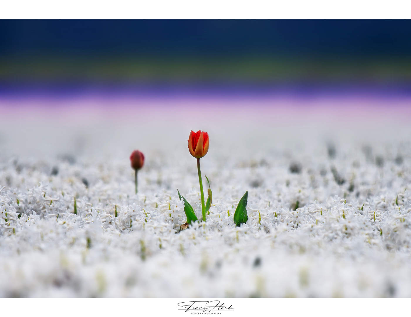 Tulpenblüte und Hyazinthen in Holland