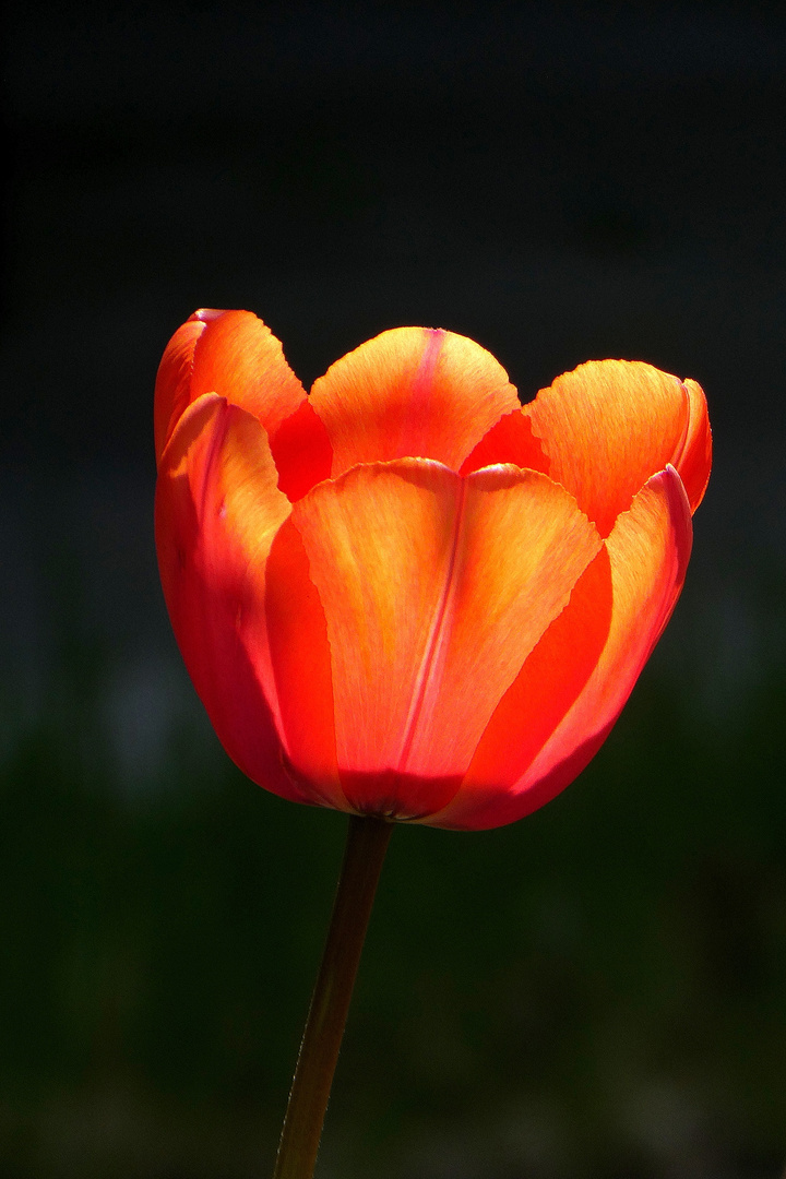 Tulpenblüte - von der Sonne verwöhnt