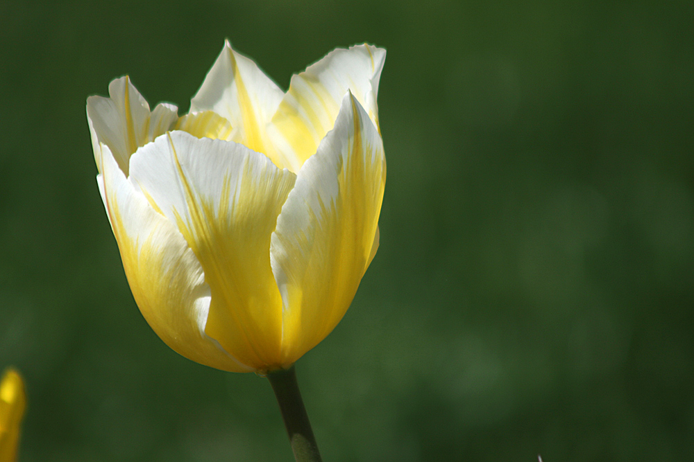 Tulpenbluete-weiss-gelb