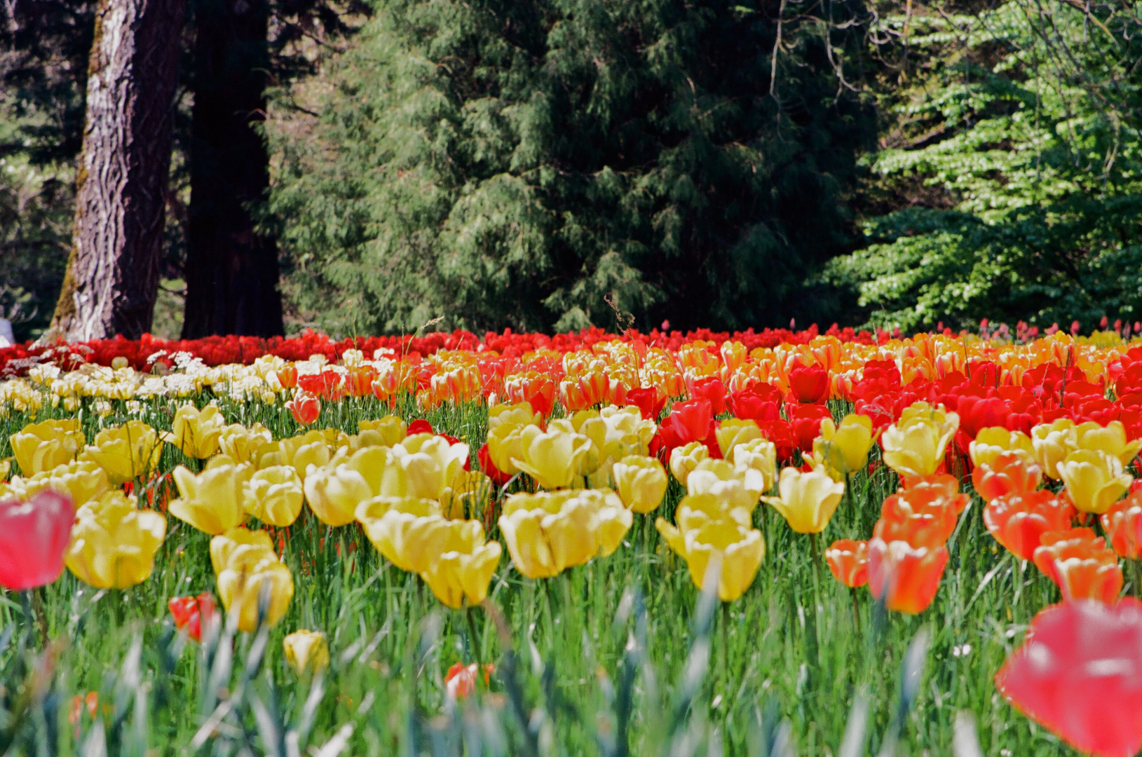 Tulpenblüte1