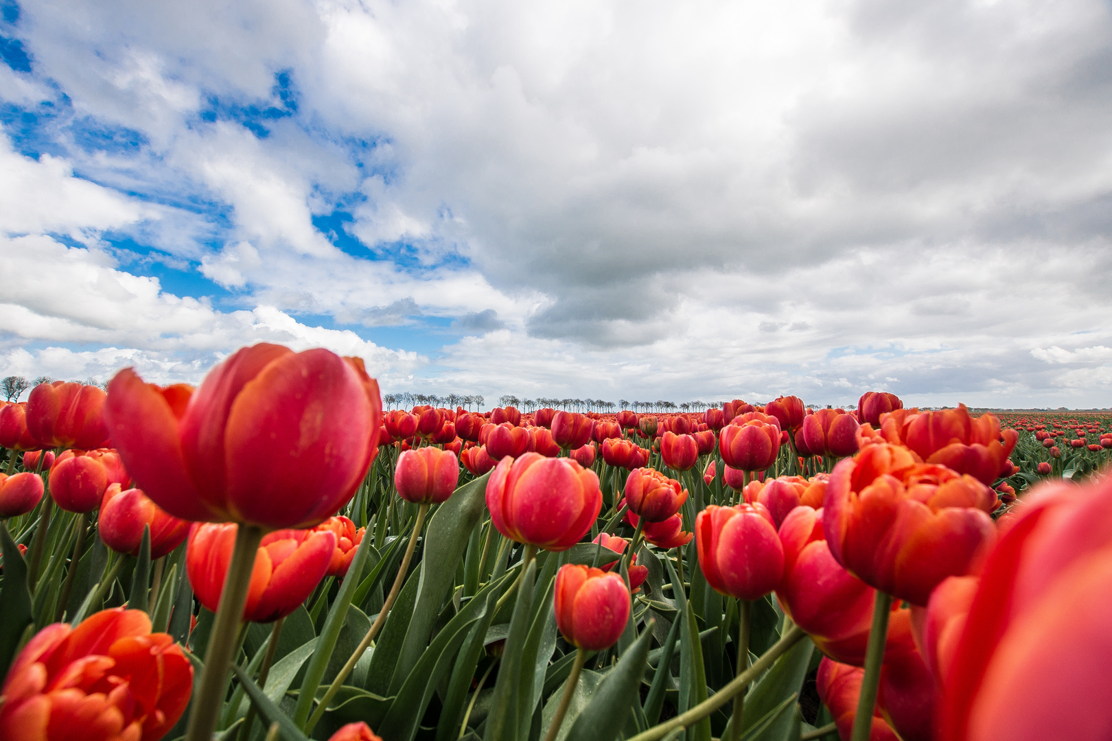 Tulpenblüte2