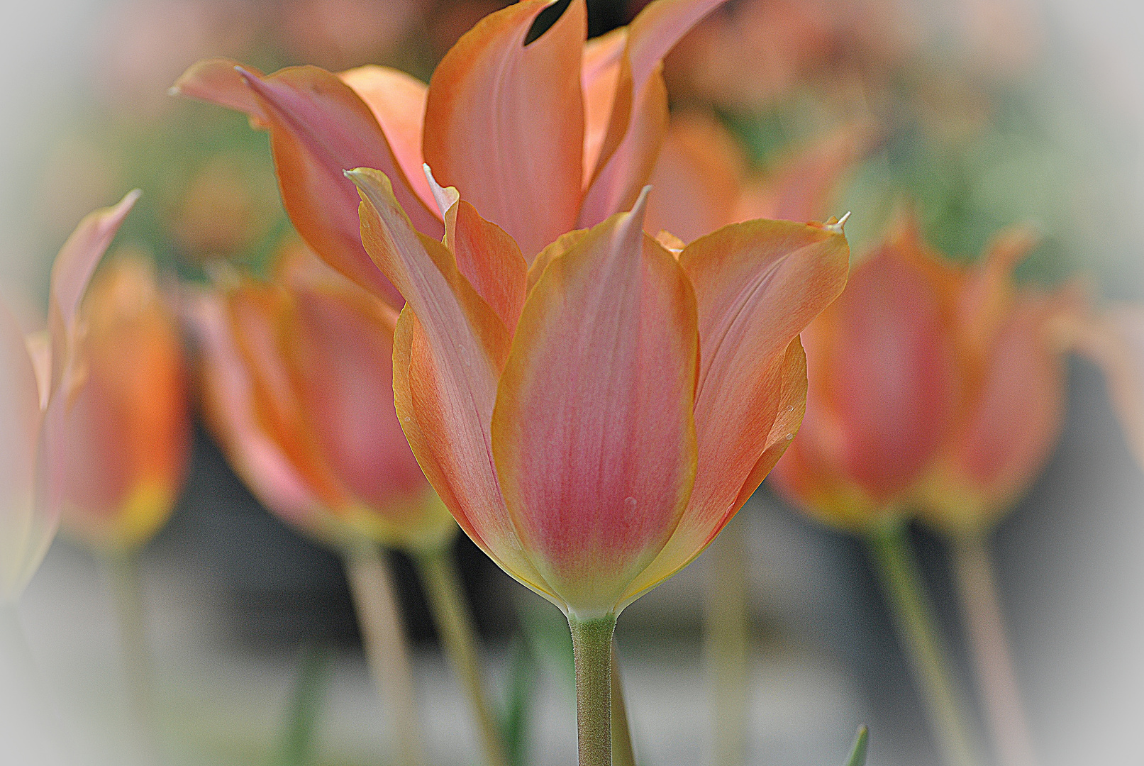 Tulpenblüten