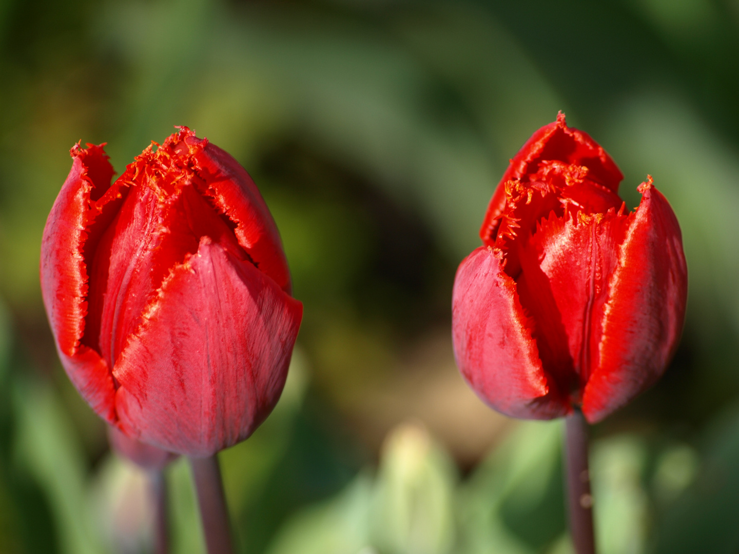 Tulpenblüten