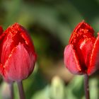 Tulpenblüten