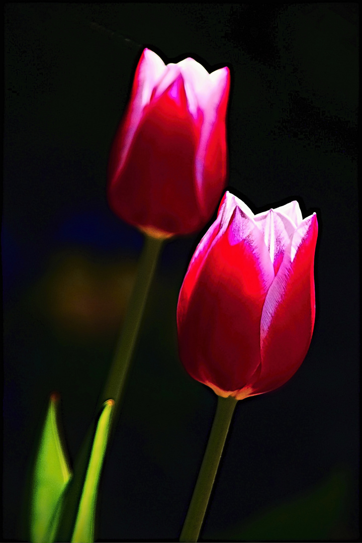 Tulpenblüten