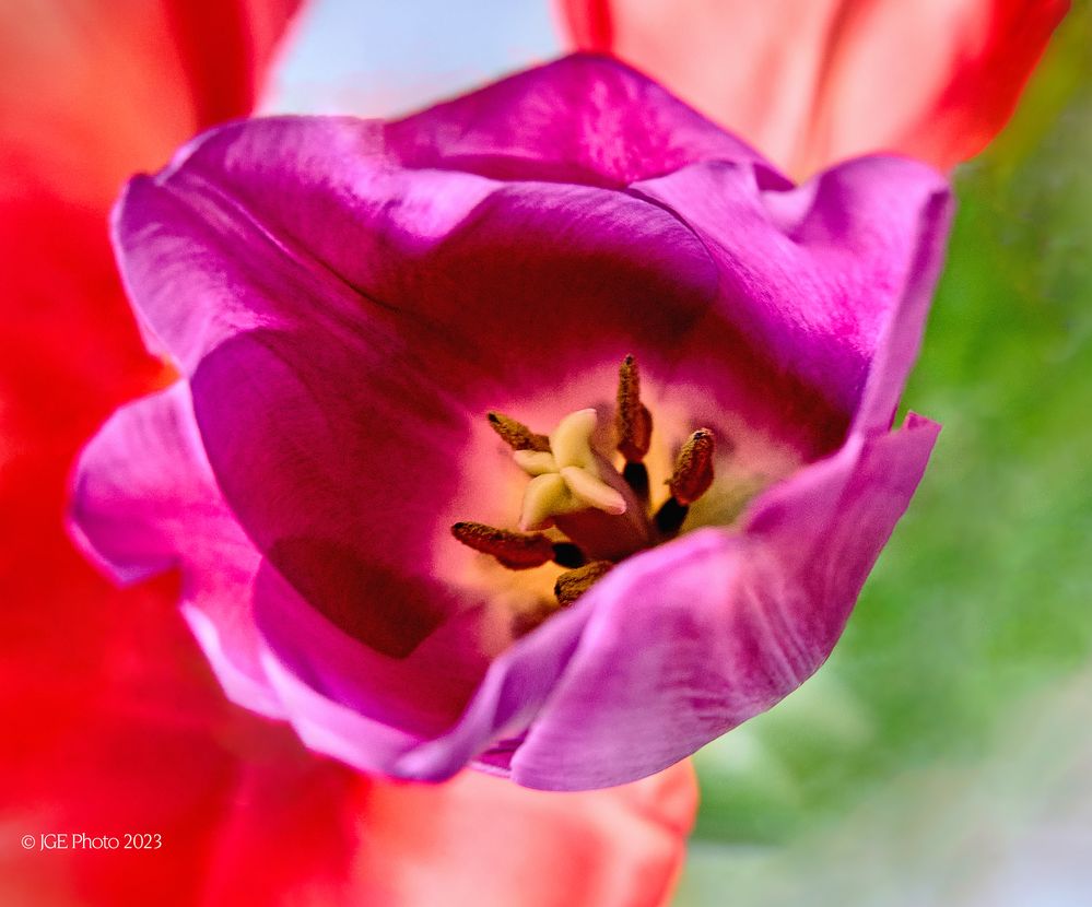 Tulpenblüten 