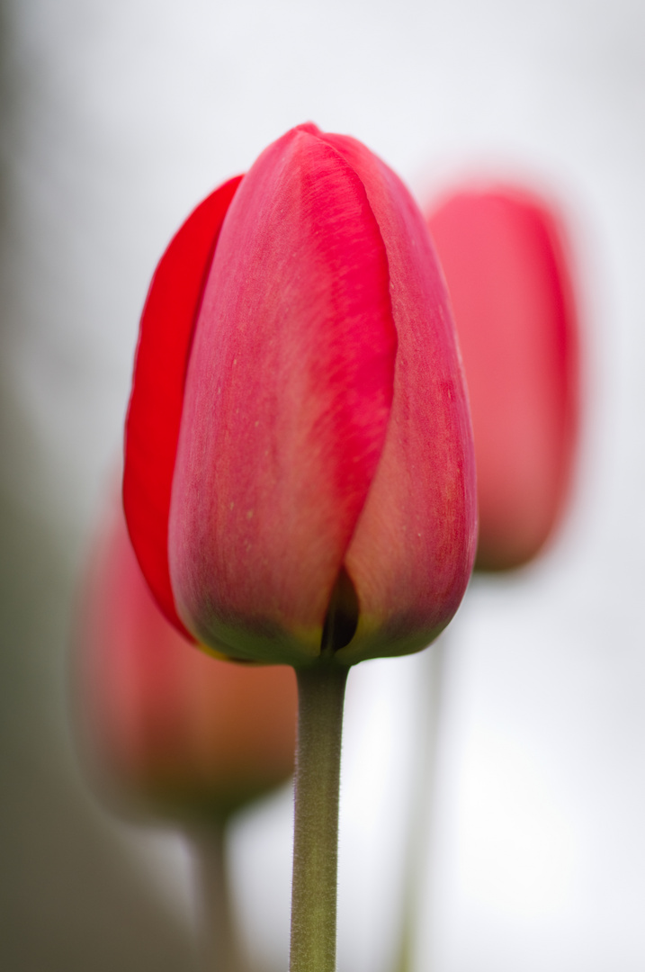 Tulpenblüten