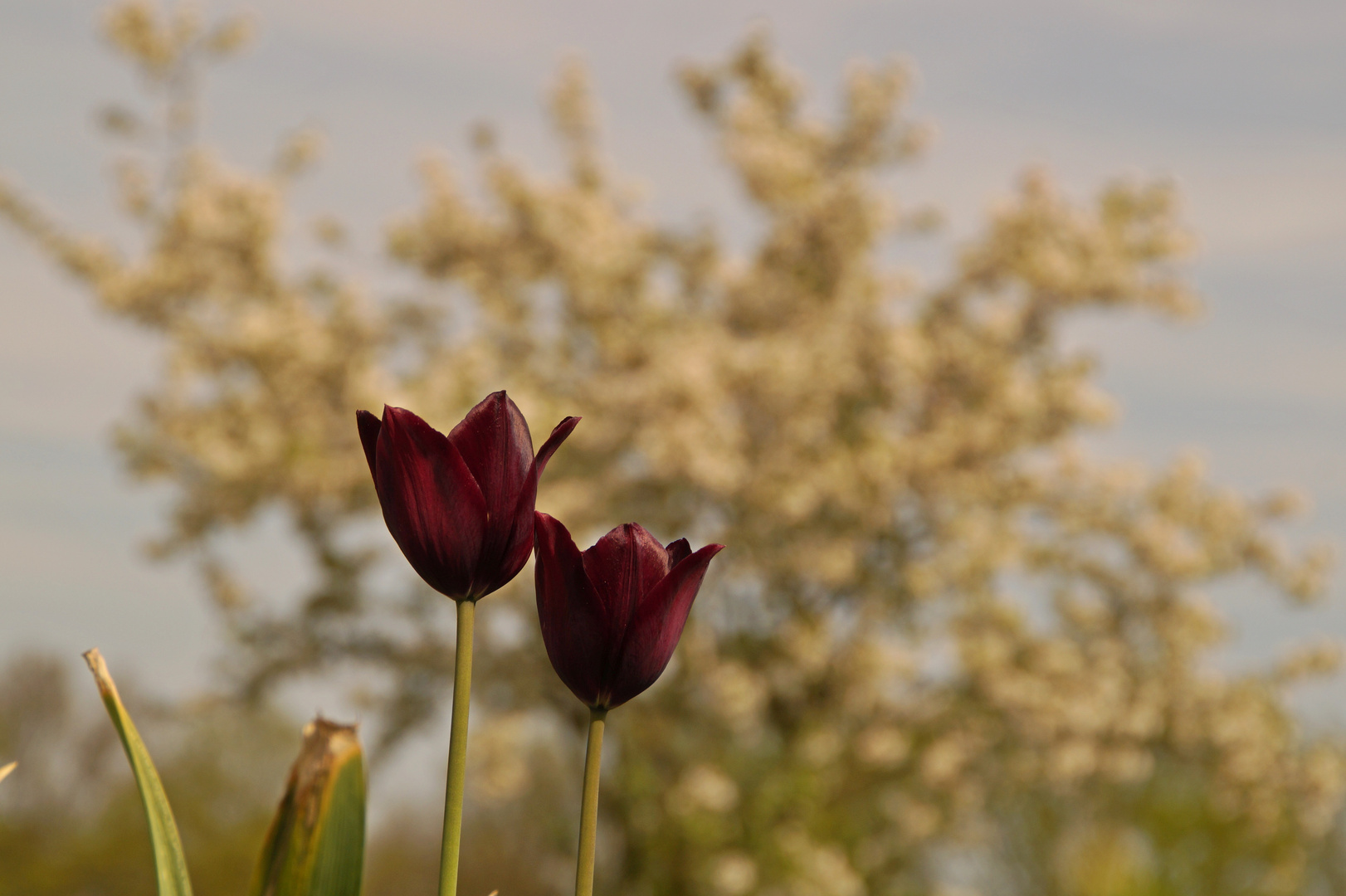 Tulpenblüten