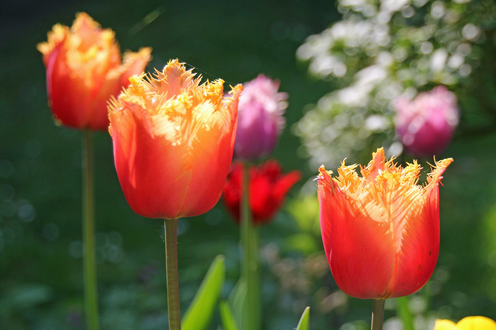 Tulpenblüten