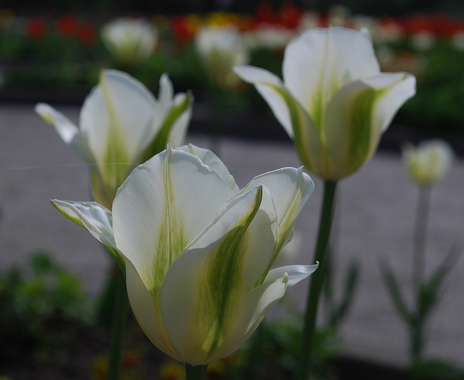 Tulpenblüten