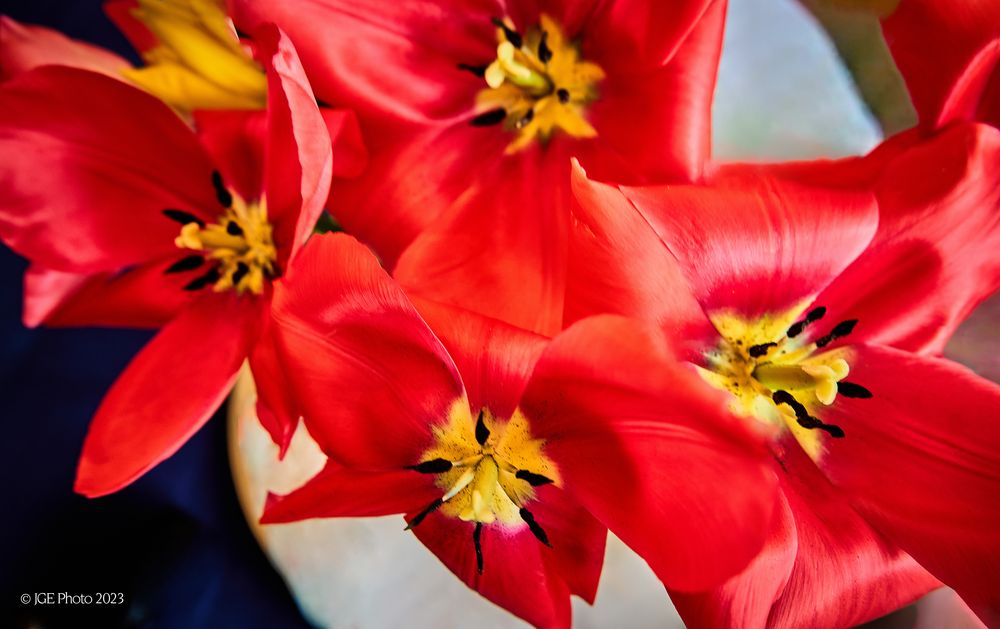 Tulpenblüten ein Frühlingstraum