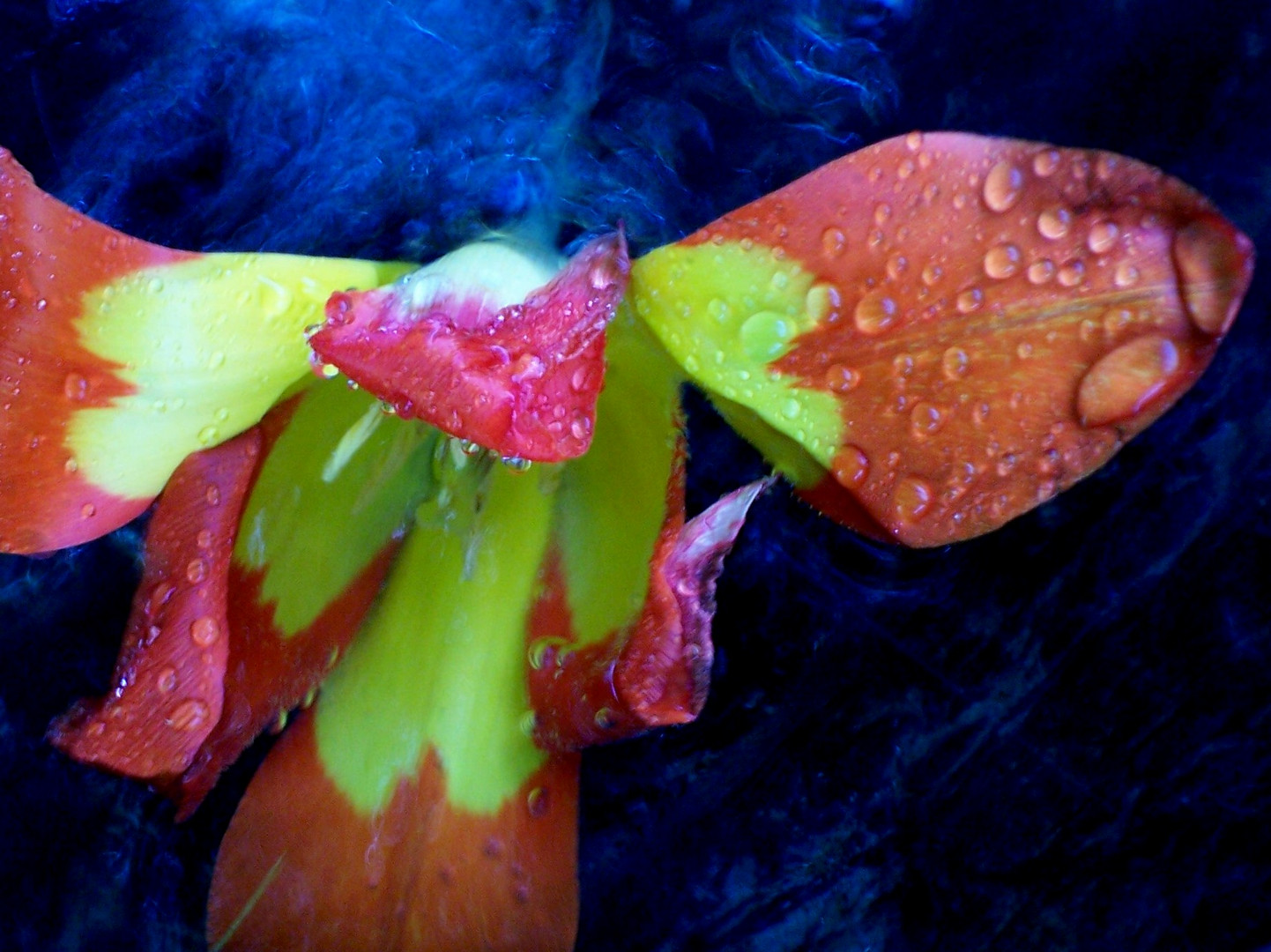 Tulpenblüten unter Wasser