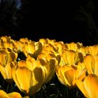 Tulpenblüten von der Sonne verwöhnt.