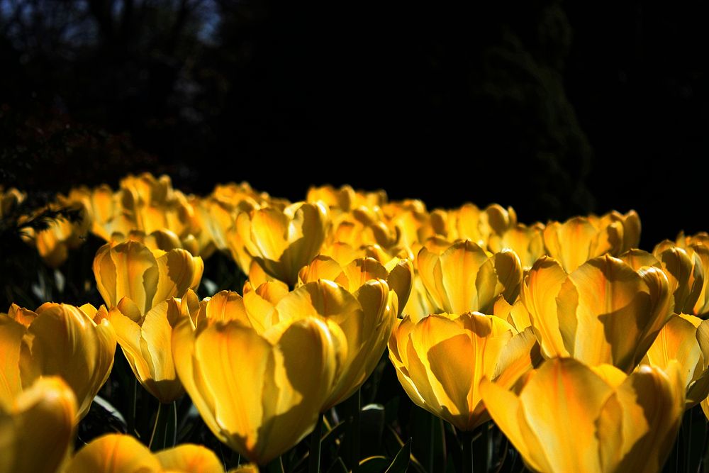 Tulpenblüten von der Sonne verwöhnt.