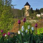 Tulpenblüten vor Osterstein 