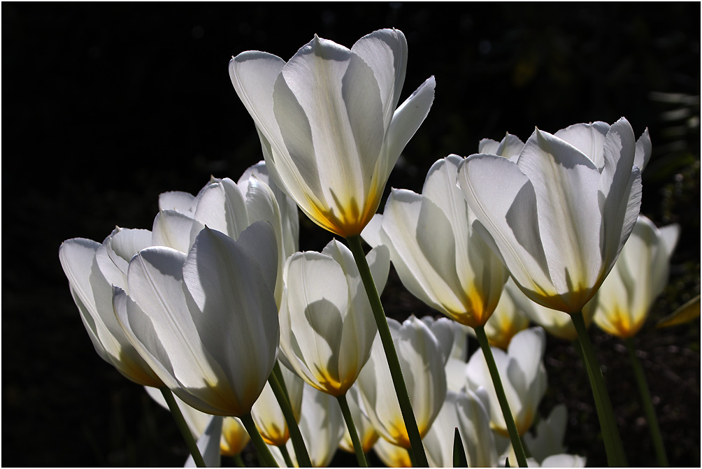 Tulpenblüten-Weiss im Gegenlicht