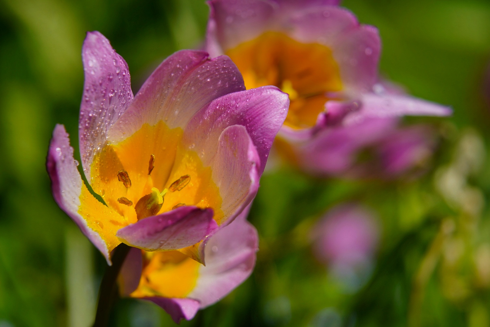 Tulpenblütezeit