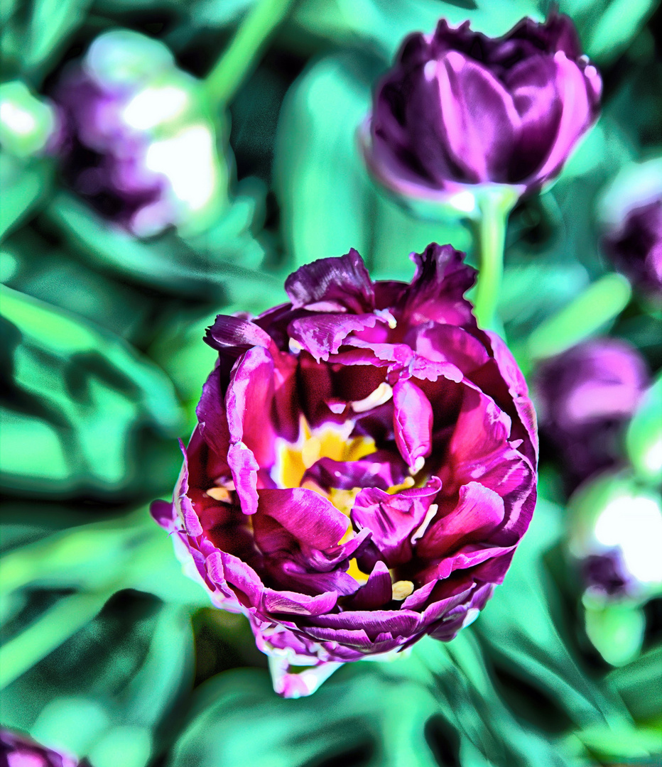 Tulpenbracht im Farbenrausch II