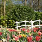 Tulpenbrücke