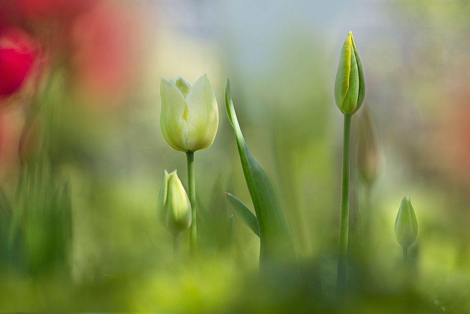 tulpenbunt