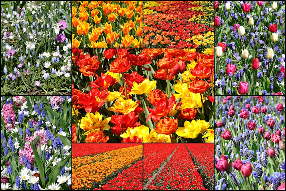 Tulpencollage