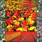 Tulpencollage