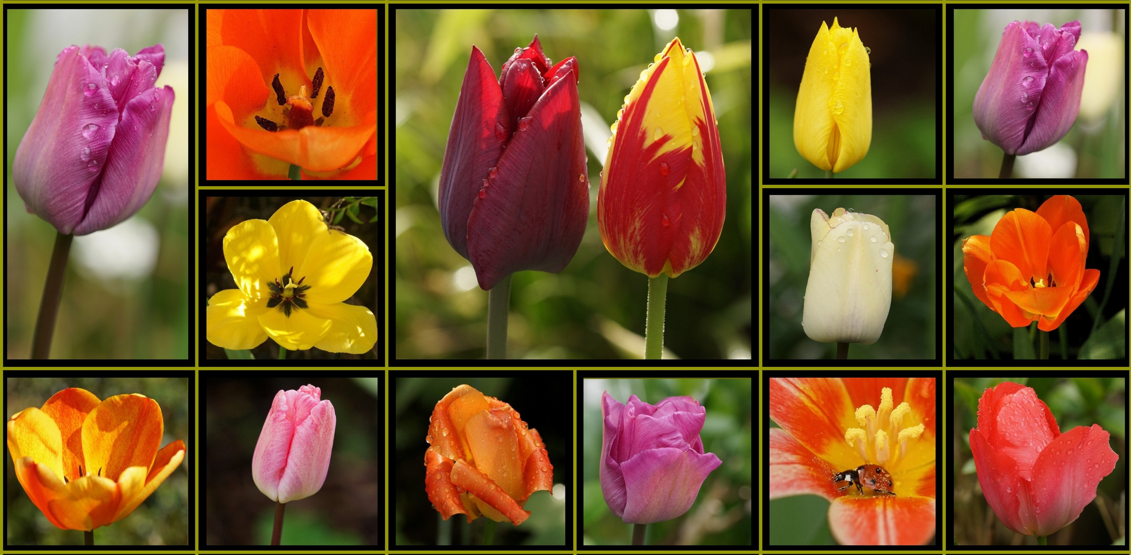 Tulpencollage