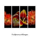 Tulpencollage