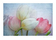 TULPENCOMPOSING -2-