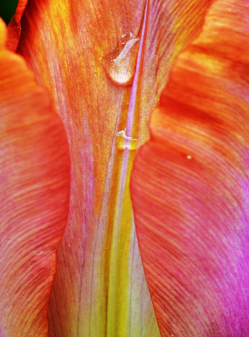 Tulpendetail