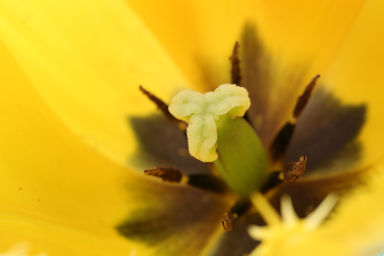 Tulpendetail