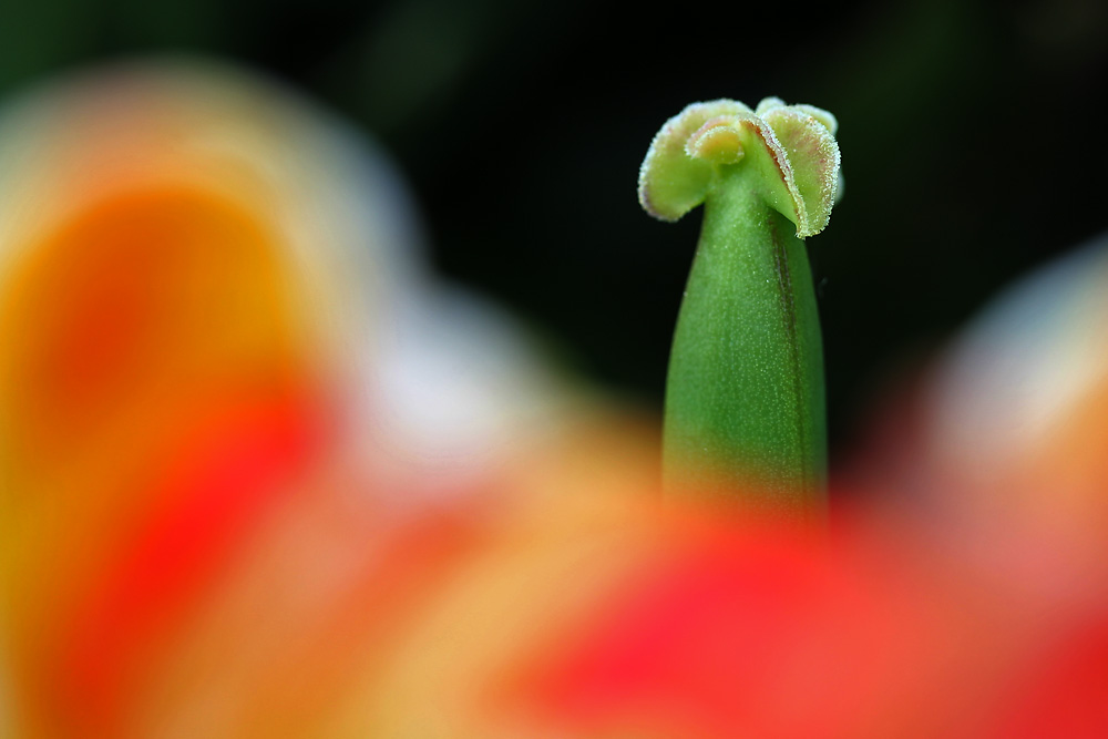 Tulpendetail