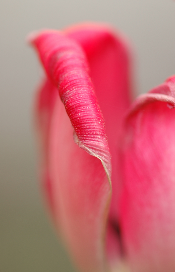 Tulpendetail