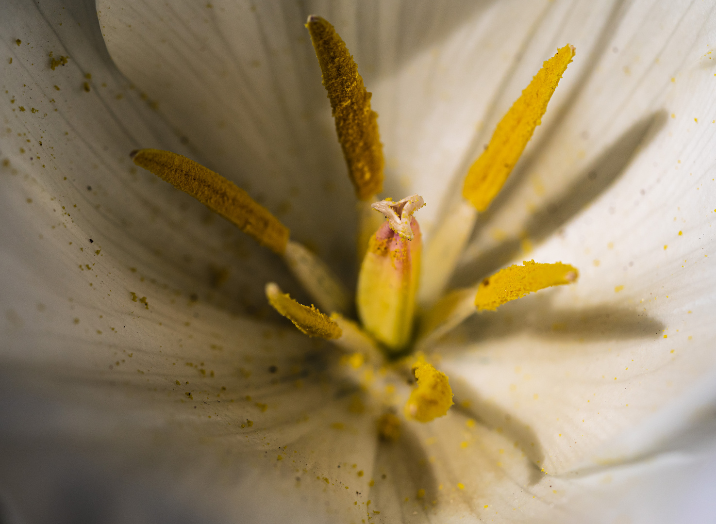 Tulpendetail