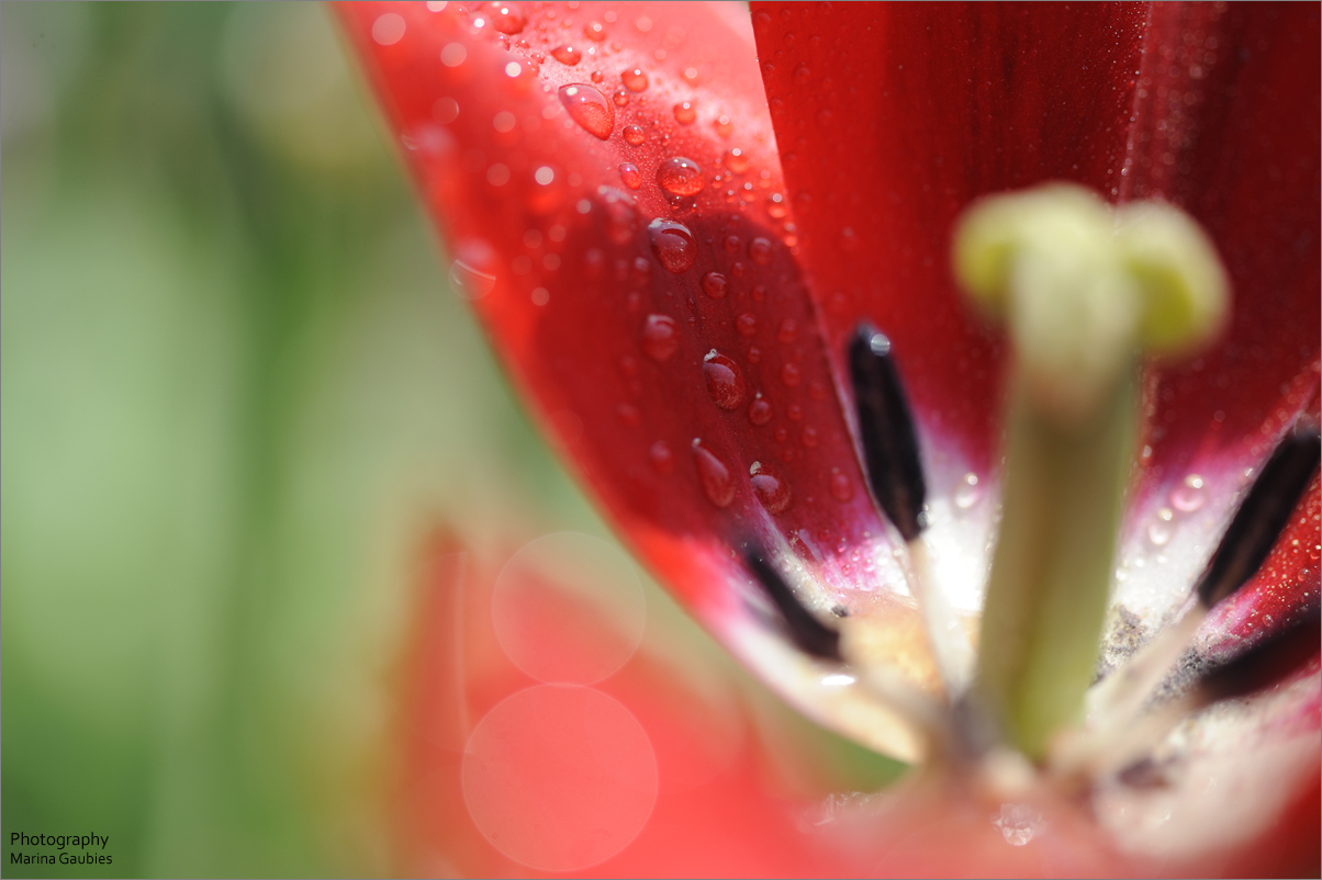 Tulpendetails