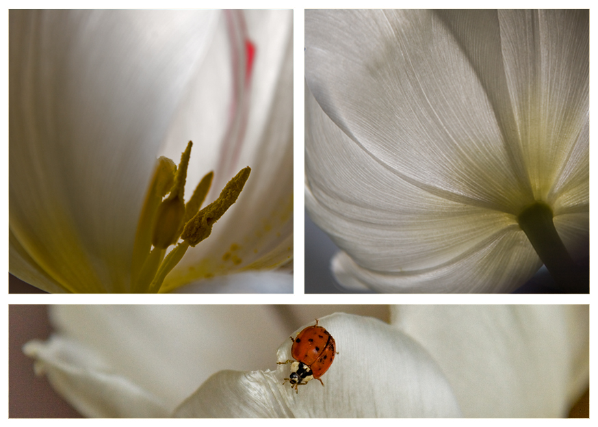 Tulpendetails mit Käfer