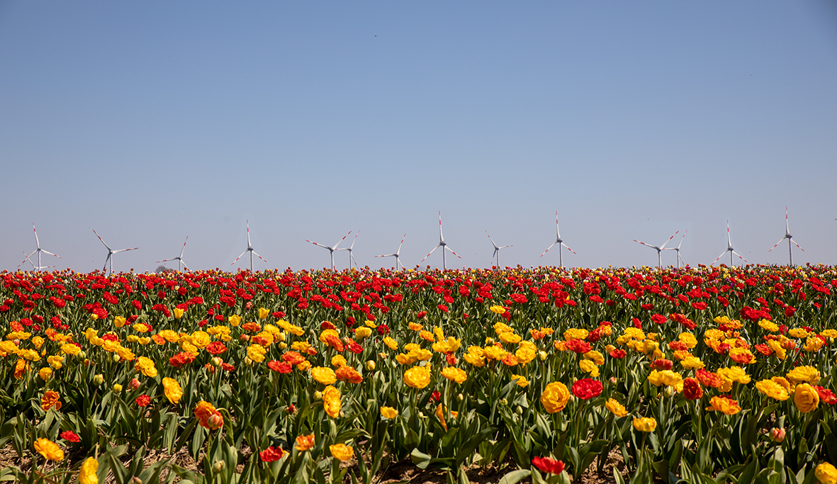 TulpenDienstag