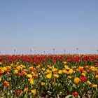 TulpenDienstag