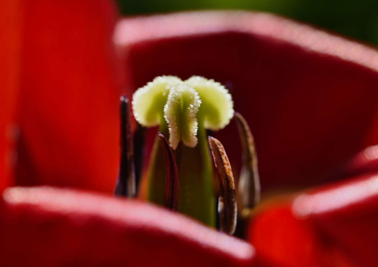 Tulpendocht im Abendlicht