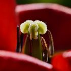 Tulpendocht im Abendlicht