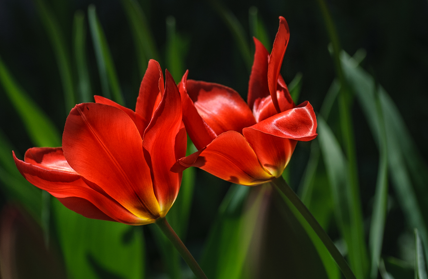 Tulpenduo