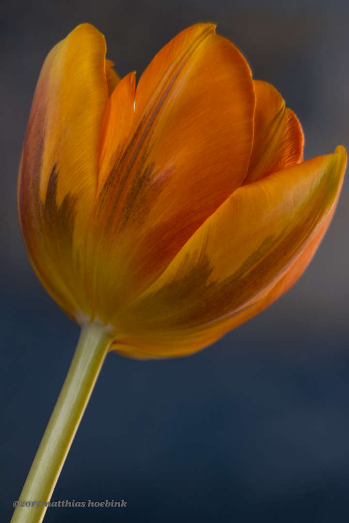 Tulpenerblühen