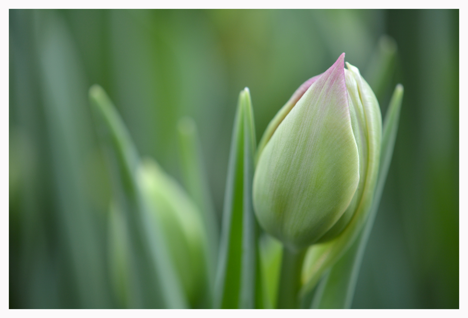 Tulpenerwachen