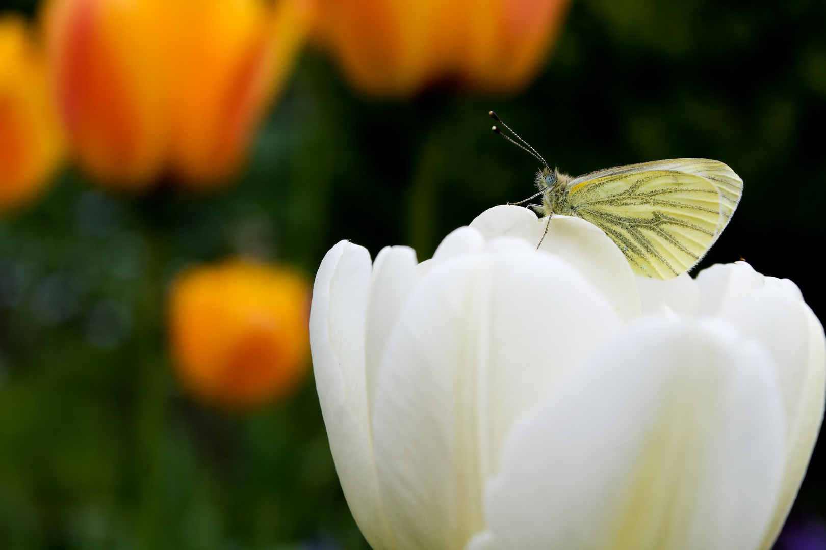 Tulpenfalter