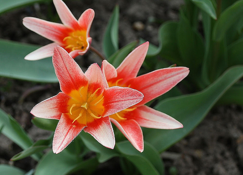 Tulpenfamilie