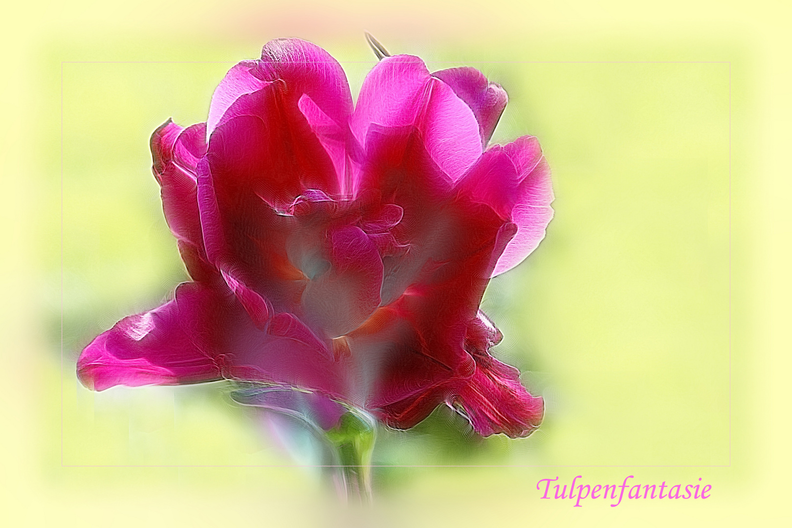 Tulpenfantasie